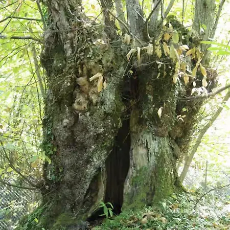 Casa In Montagna A Badi Casa vacanze Suviana